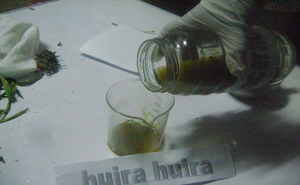 Elaboracion de oximielito a base de huira huira para tratamientos respiratorios